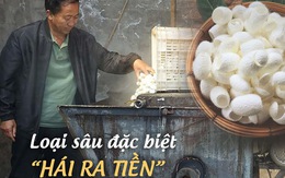 Một thị trấn ở Trung Quốc dùng loại "sâu đặc biệt" để hái ra tiền