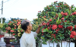 Từ loại hoa ít được quan tâm, người đàn ông mang về trồng bán dịp Tết kiếm hàng chục triệu mỗi cây