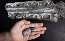Khu vực ghi nhận hàng loạt hóa thạch của bò sát biển thời tiền sử