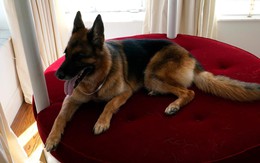 Di chúc của giới thượng lưu: Đại gia âm thầm để lại cho con cả một thị trấn, người dưng ở đâu bỗng ‘bị tiền rơi vào đầu’