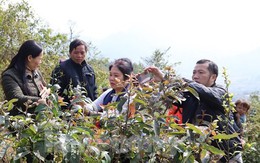 Hai cháu bé tử vong nghi do ăn lá ngón