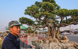 Dàn cây cảnh tiền tỷ đổ bộ về Hà Nội trước Tết Dương lịch