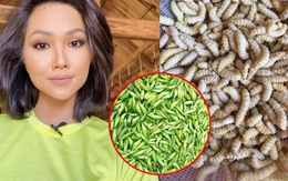 Những loài vật trông kinh dị nhưng lại là "tinh tuý ẩm thực" ở Việt Nam, quê hương H'Hen Niê cũng có 1 món