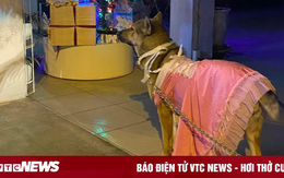 Chú chó sành điệu sở hữu 'bộ sưu tập thời trang' khiến ai cũng ngoái nhìn