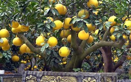 Bưởi cảnh giá hàng chục triệu mỗi chậu phục vụ 'đại gia' mua về chơi Tết