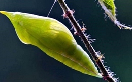 Loài côn trùng giống như chiếc lá thành đặc sản khó tìm