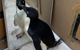 Mức độ tự nhận thức của chim cánh cụt