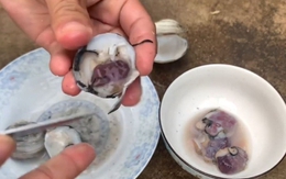 Loài vật quý nhất định phải ăn thử khi đến Quảng Ninh, giá tới 400k/kg