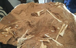 Hóa thạch hé lộ về bệnh tật của khủng long thời tiền sử