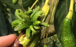 Cây bơ Đà Lạt ra quả đột biến, tưởng như "mối tình vụng trộm" với cây phật thủ khiến ai cũng tròn mắt