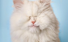 Mèo không mắt dễ thương trở thành ngôi sao mạng xã hội
