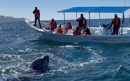 Bất ngờ chạm trán cá voi xám 45 tấn ở cự li cực gần