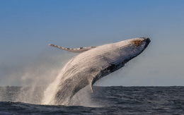 Tin vui từ Úc: Phát hiện mới cho phép cá voi lưng gù rời khỏi danh sách động vật bị đe dọa