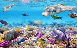 70% đại dương trên thế giới có nguy cơ "nghẹt thở" vì thiếu oxy