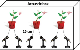Thực vật cũng hét lên khi căng thẳng