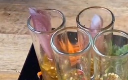 Tranh cãi chuyện ăn mực sống bị chỉ trích: Là tàn nhẫn hay tinh hoa ẩm thực?