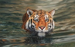 Chú hổ tội nghiệp bị lũ cá “đáng ghét” quấy rối không ngừng đến phát bực