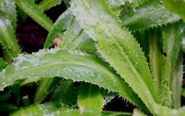 Nước lá mùi tàu có làm long đờm ở bệnh nhân sau mắc COVID-19?