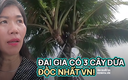Nữ đại gia Thủ Đức sở hữu 3 cây dừa "độc lạ" nhất Việt Nam: "Ăn ngủ" nhà dân để thu mua bằng được, trả 800 triệu cũng không bán!