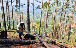 Lâm Đồng: Rừng thông bị đốn hạ, đốt cháy phi tang để chiếm đất rừng