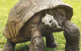 ‘Cụ rùa’ già nhất thế giới