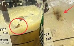 Đang uống dở cốc Starbucks, cô gái hoảng hồn phát hiện "topping tặng kèm" gián sống nguyên con bên trong, dân tình hoang mang nghe khổ chủ ôn lại kỷ niệm năm xưa