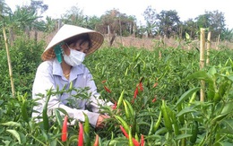 Lỗ một tỉ ngay lần đầu khởi nghiệp, cô gái 9x vùng biên kiên trì trồng ớt xuất khẩu