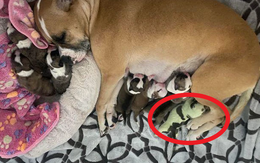Chó Bull vừa đẻ lứa 8 con, chủ ngó vào nhìn thì sửng sốt vì chứng kiến chuyện kỳ lạ