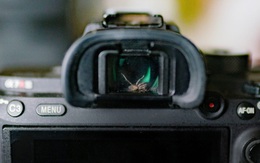 Nhiếp ảnh gia phát hiện con nhện sống trong khung ngắm camera, quyết định "làm bạn" với nó