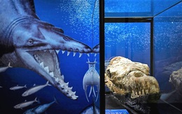 Hộp sọ quái vật biển hé lộ động vật ăn thịt đáng sợ từng sống trên Trái Đất