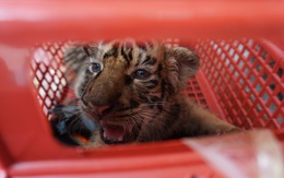 Dụ 7 con hổ Đông Dương vào lồng chở đến nơi ở mới, không dùng thuốc gây mê