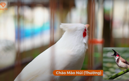 Đại gia Chương Tailor tiết lộ thú chơi chim đột biến màu: Tiền mua chim 10 tỷ, tiền lồng 10 tỷ, thuê người chăm sóc, cho ăn đồ xịn, nằm điều hòa