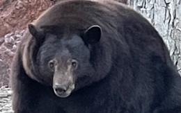 Một con gấu Mỹ liên tục đột nhập nhà dân, ăn thức ăn thừa đến nỗi béo ú, quên cả về ngủ đông