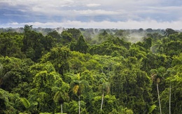 Một nửa rừng nhiệt đới Amazon có nguy cơ biến thành thảo nguyên