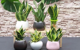 5 loại cây được NASA khuyên trồng trong nhà, vừa giúp lọc khí vừa mang lại may mắn cho gia chủ