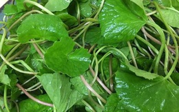 5 bài thuốc nam giúp giảm tác dụng phụ sau tiêm vaccine COVID-19 cho trẻ dưới 12 tuổi