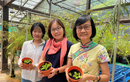 Các nhà khoa học Singapore lên danh sách những cây nhiệt đới khử độc đất hiệu quả, có cả rau má và dương xỉ