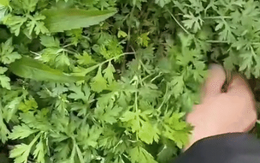Cô gái Việt hớn hở vì tìm được loại rau "thần thánh", ở Nhật Bản mọc đầy đường không ai hái?