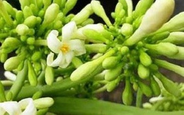 Hoa đu đủ đực ngâm mật ong có thể giúp trị ho hậu COVID-19