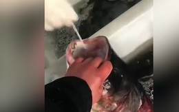 Nhân viên y tế làm xét nghiệm Covid-19 cho cá ở chợ 'gây bão' cõi mạng