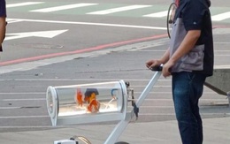 Chàng trai tự chế "siêu xe" dắt cá vàng thú cưng dạo phố