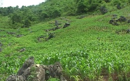 Kỳ án nơi rẻo cao (P1): Người phụ nữ mất tích bí ẩn và hành trình vạch mặt kẻ sát nhân máu lạnh