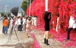 Dàn hoa giấy "sống ảo" đang hot nằm ngay sát Hà Nội nhưng lung linh tới mức khiến nhiều dân mạng tưởng là ở nước ngoài