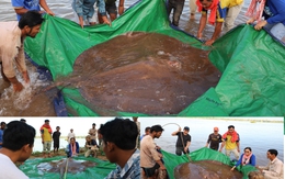 Sinh vật khổng lồ nặng 150 kg, dài 4 m vừa được giải cứu trên sông Mê Kông: Loài nguy cấp!