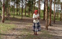 90.000 cây xanh: Cộng đồng Kipsigis và câu chuyện hồi sinh khu rừng tại Kenya