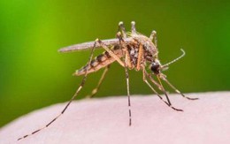 Mùa dịch sốt xuất huyết, người nặng ký và ai có nhóm máu này "cuốn hút” muỗi nhất, cần che chắn cẩn thận