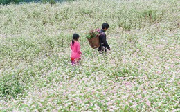 Ngỡ ngàng ngắm hoa tam giác mạch "trái mùa" ở Hà Giang khiến nhiều du khách không khỏi ngạc nhiên và thích thú