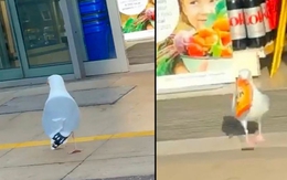 Mòng biển thản nhiên vào siêu thị lấy trộm đồ