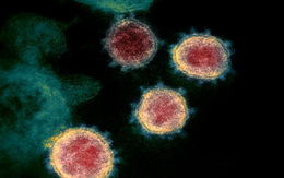 Australia: Phát hiện thành phần lạ trong máu một số trẻ em mắc COVID-19 nặng