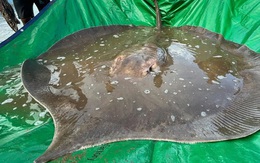 "Quái vật biển" khổng lồ nặng gần 200 kg xuất hiện ở sông Mekong, dấy lên nhiều hiểm họa đáng lo ngại